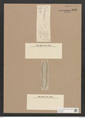 Amphora elongata Greg. (de-Toni-Nr.: Genus 36, Species 1688) Zeichnungen Sammlung Grunow Nr. 3233 (NHMW-BOT-W0370698)